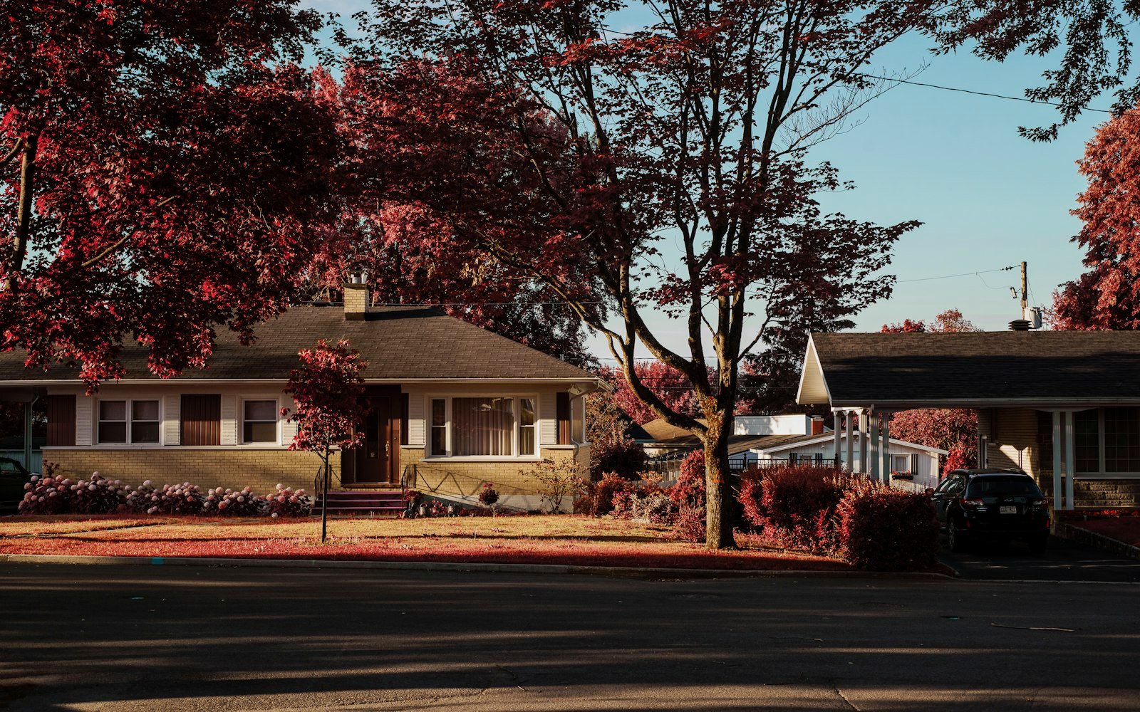 A bungalow on a quiet street beside a red-leafed tree